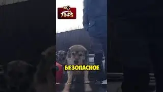 В НАВОДНЕНИЕ СПАСЛИ СОБАК🥹 