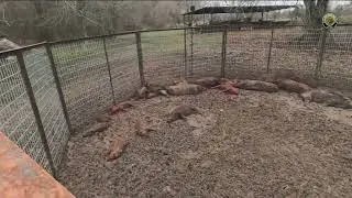 Helping a Local Farmer Eliminate 32 Hogs
