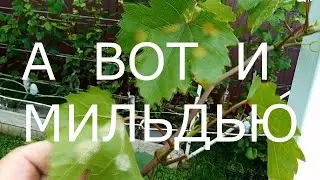А ВОТ И МИЛЬДЬЮ 21.08.2023 г.