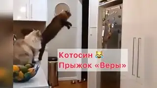 Удачи, Кот!!! 😂✊🏻Прыжок «Веры»🥷#приколысживотными #cat #смешныекоты #animals #котыприколы #happy