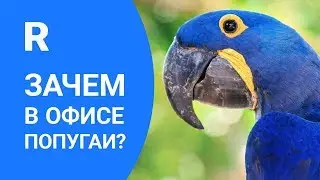 Зачем в офисе попугаи?