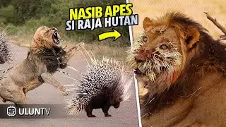 The Lion's Unlucky Fate When He Desperately Wanted to Prey on a Hedgehog, It Ended Up Like This