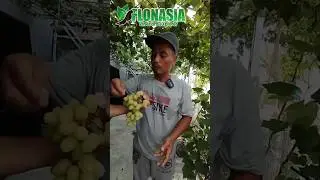 Anggur ilaria. Ismail +62 857-1985-5428 #anggurisme #grapeaddict #buah