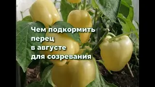 Чем подкормить перец в августе для лучшего созревания плодов.