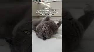 🙃 #котбарон