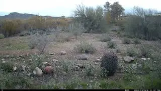 Two Coyotes run past a trail cam.  #coyotes #trailcam