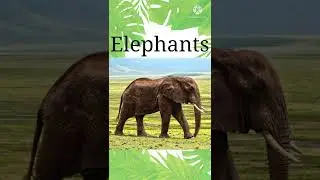 zoo animals/