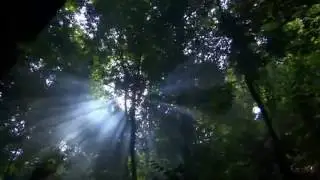 Awakening (Пробуждение природы)