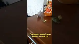 МОЖНО ЛИ ДАВАТЬ ОДУВАНЧИКИ ПОПУГАЯМ?! #shorts #попугай