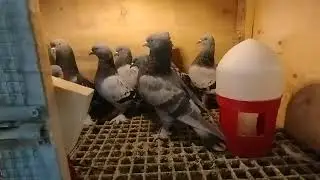 GENE MENMUN OLUNAN BİR KÜMES FUL KADRI HAZIR