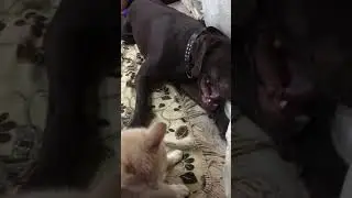 Диванные бойцы. Курцхаар Чак и кот Кузя. 🐕🐈. Ейск.