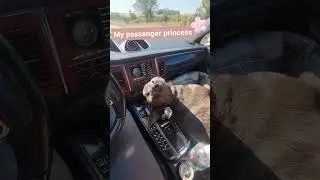 The sweetest Malinois begging for pets while she stretches in the car