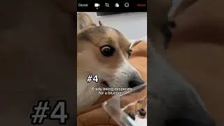 Две корги Брэйди и Граффити о  