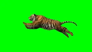 Tiger Running Green Screen Animation Effects No Copyright
