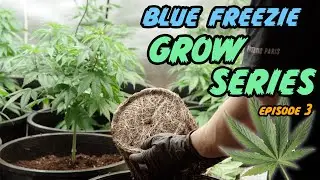 How to Grow Fully Organic Indoor Cannabis - The Vegetative Stage - Blue Freezie Grow Series [Ep.03]