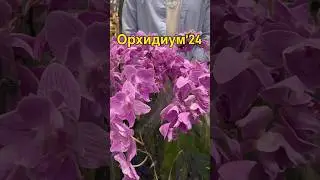 #орхидеи