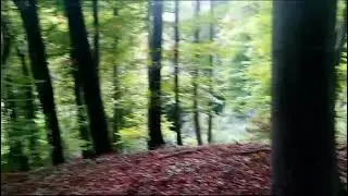 hiking in Mariaplein forest Austria
