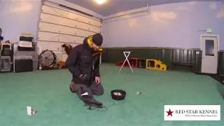 Vorona the Pied Crow evening training