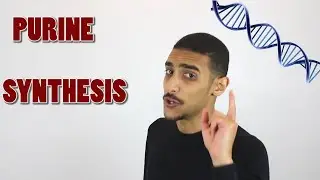 Purine Synthesis شرح بالعربي