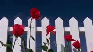 Blue Velvet 1986 Intro 1080p - Escena subtitulada