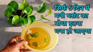सिर्फ 5 दिन में मनी प्लांट का पौधा इतना घना हो जाएगा | in 5 days money plant dense
