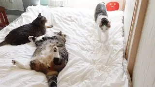 お客さんのベッドを占拠するねこ。-Cats occupied the guest's bed.-