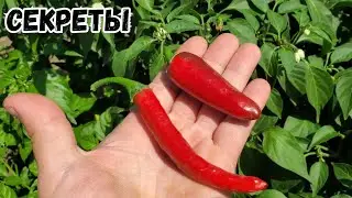 Секреты как ускорить созревание перца: 3 простых действия.