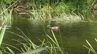 Lėvuo,...Antis