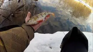 FishComm Shop: Окунь. Второй окунь