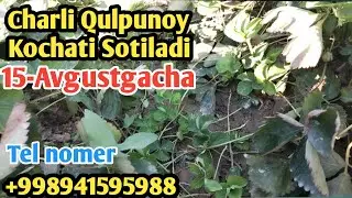 Charli qulpunoy kochatlariga zakaz olamiz.