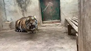 Tiger roaring 🐯🐱