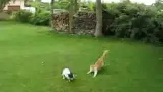 chat et chien2
