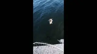 рыболовная база Семидесятное