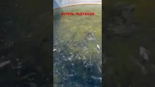 КОРМЛЕНИЕ ФОРЕЛИ! СУПЕРАППЕТИТ!