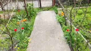 ПРИЕХАЛИ НА ДАЧУ А ТАМ   ТАКОЕ