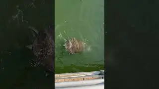 Пять больших пресноводных черепах