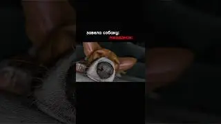 пзпзпзпзазаз