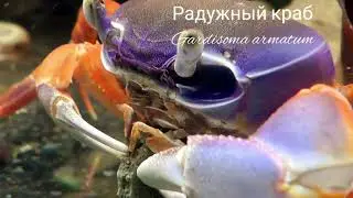 Радужный краб - Gardisoma armatum