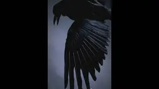 Чёрный ворон