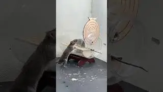 2 mice enjoy the game of hide and seek
