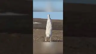 Северные охотники