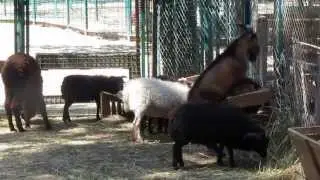 Брачные игры козлов Экопарк Фельдмана Харьков Mating goats Ekoprak Feldman Kharkov