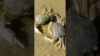 КРАБЫ 🦀🦀 #крабы#краб#shorts#море