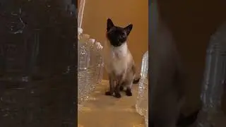 This cat's bottled up in a maze... #cats #kittisaurus #challenges #maze
