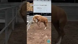 The horse is dancing/ Жылқының биі 