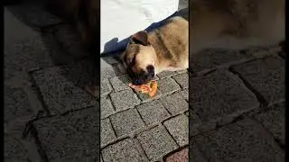 Собачка на чиле🐶🍕,  ей лень есть 🤣😂 #shorts