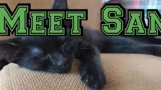 Meet Sam