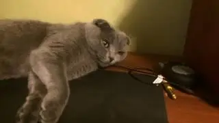 Котэ и блюз!:)