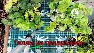 Галлы на пеларгониях. Мой взгляд на проблему. Ваша Светлана Пеларгонии с юга