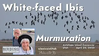 White-faced Ibis Murmuration!